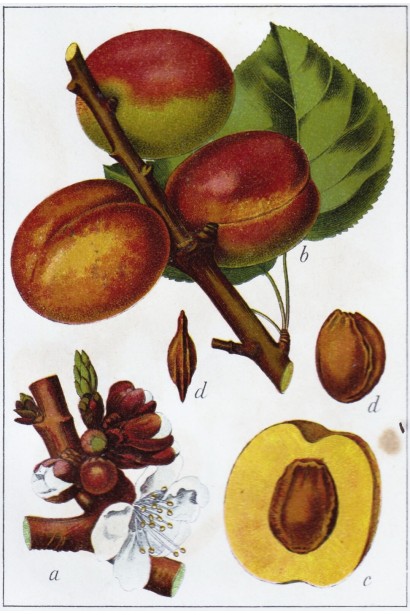 Абрикос Ананасный Цюрупинский | Абрикос Ананасовий Цюрупинський | Prunus armeniaca Ananasnyy Tsyurupynskyy